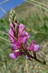Onobrychis montana