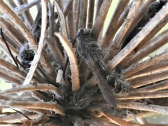 Colpa quinquecincta