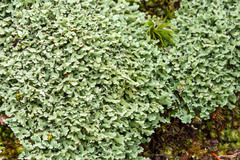 Cladonia apodocarpa