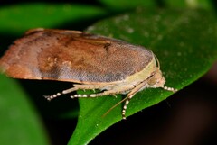 Noctua janthina