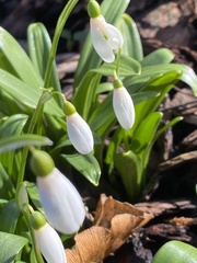 Galanthus woronowii