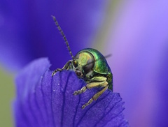 Cryptocephalus sericeus