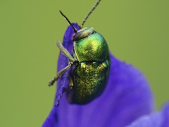 Cryptocephalus sericeus