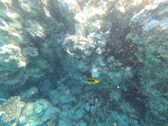 Chaetodon fasciatus