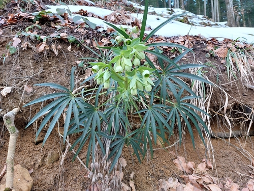 Helleborus foetidus
