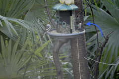 Poecile palustris