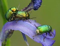 Cryptocephalus sericeus