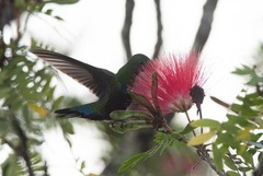 Eulampis holosericeus