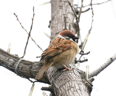Passer montanus saturatus