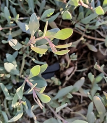 Atriplex portulacoides