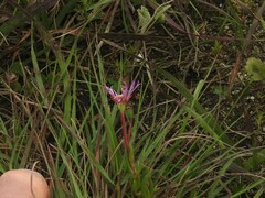 Lampranthus filicaulis