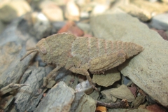 Ocnerodes fallaciosus