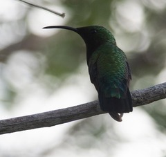 Eulampis holosericeus