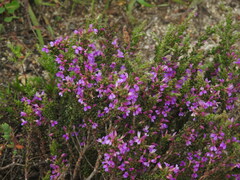 Muraltia macropetala