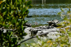 Limnodromus semipalmatus