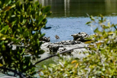 Limnodromus semipalmatus