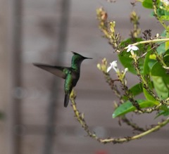 Orthorhyncus cristatus