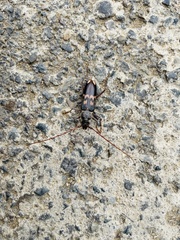 Phoracantha semipunctata