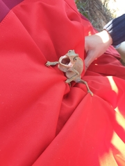 Chamaeleo chamaeleon