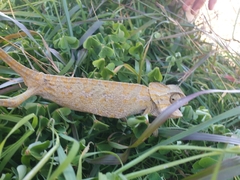 Chamaeleo chamaeleon
