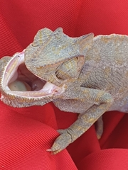 Chamaeleo chamaeleon