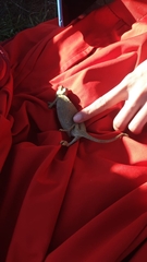 Chamaeleo chamaeleon