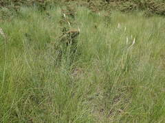 Kniphofia buchananii