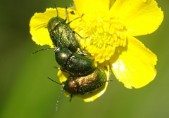Cryptocephalus sericeus