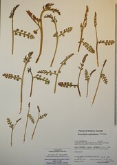 Botrychium spathulatum