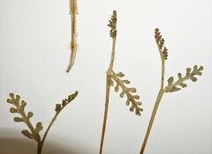 Botrychium spathulatum