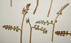 Botrychium spathulatum