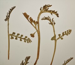 Botrychium spathulatum
