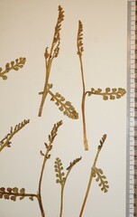 Botrychium spathulatum