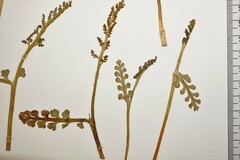 Botrychium spathulatum