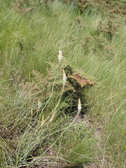 Kniphofia buchananii