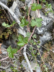 Rubus formosensis