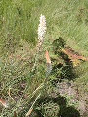 Kniphofia buchananii