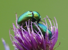 Cryptocephalus sericeus