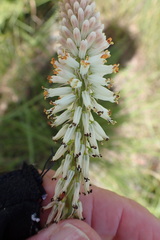 Kniphofia buchananii