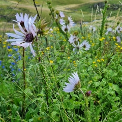 Berkheya purpurea