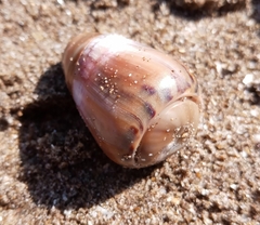 Olivancillaria urceus