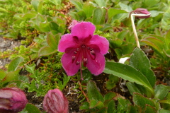 Rhododendron camtschaticum