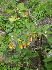 Iochroma