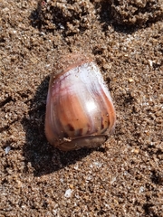 Olivancillaria urceus