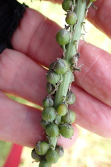 Kniphofia buchananii