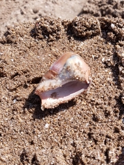 Olivancillaria urceus