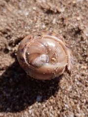Olivancillaria urceus