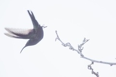 Eulampis holosericeus