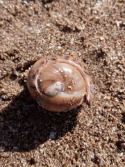 Olivancillaria urceus