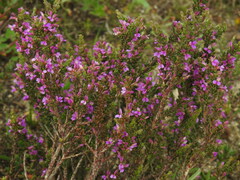 Muraltia macropetala